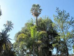 183 D35 PARC OLBIUS RIQUIER A HYERES_000012